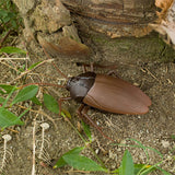 Cockroach Remote Control